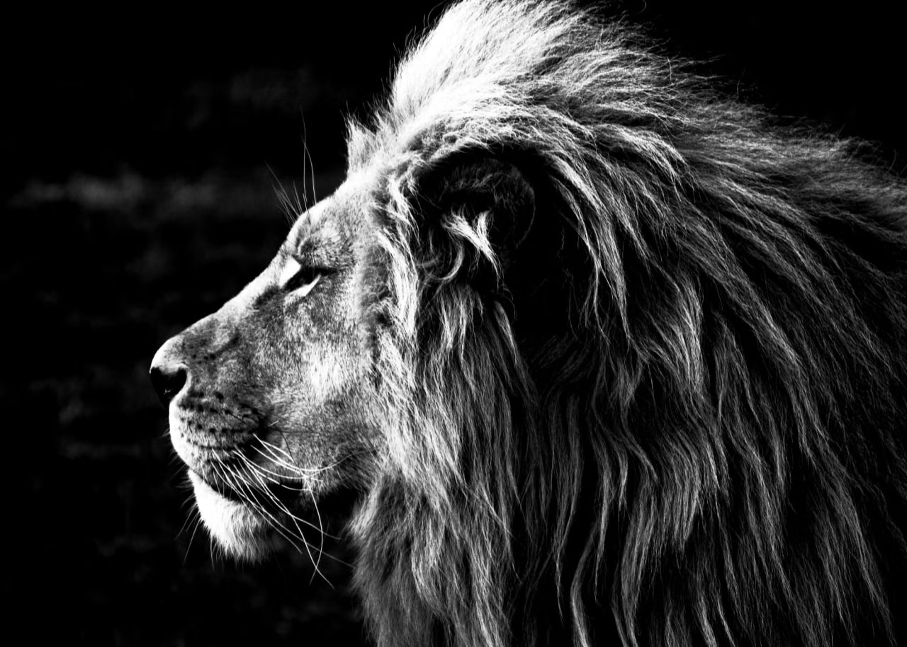LION - King of the Crypto Jungle | Solana Memecoin