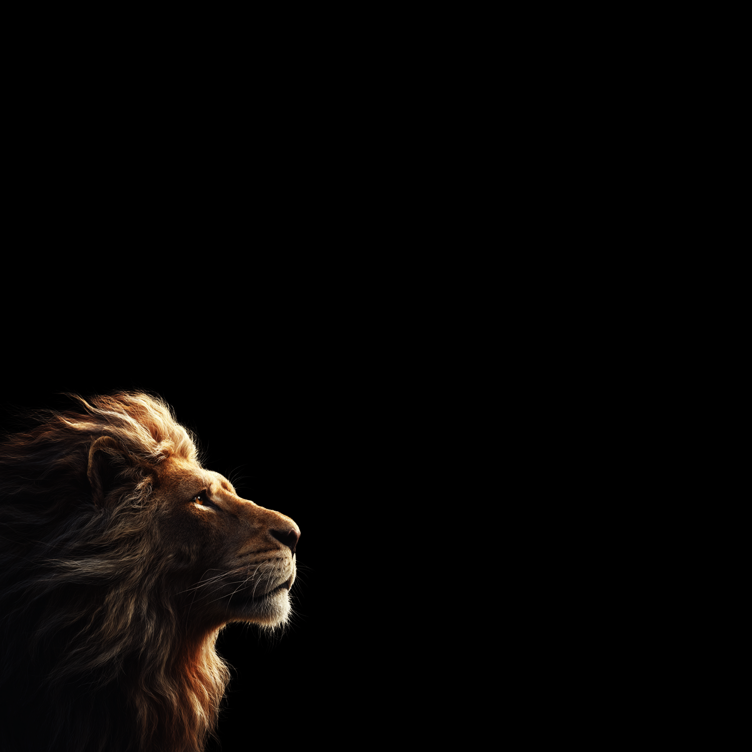 LION - King of the Crypto Jungle | Solana Memecoin